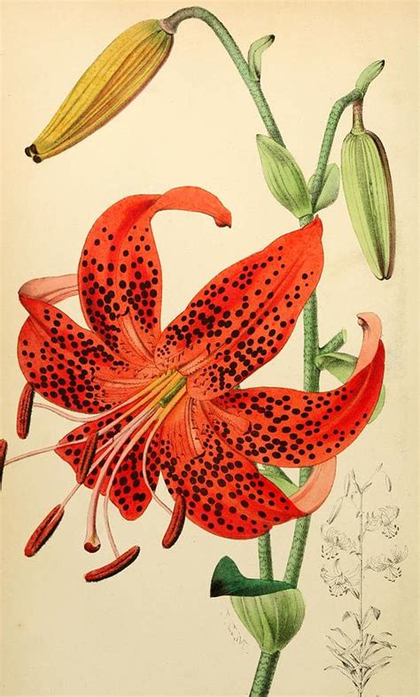 Tiger Lily Flower Painting at JENENGE blog