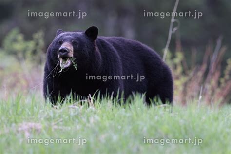 American Black Bear Ursus Americanus Jasper National Park Kanada