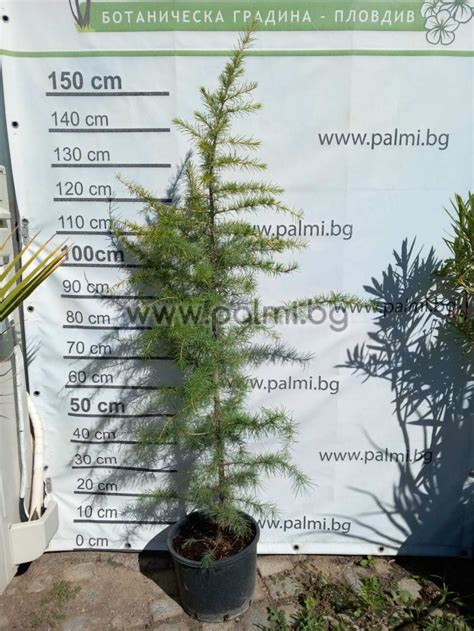 Cedrus deodara, Хималайски Кедър