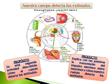 Autorregulamos Nuestras Emociones Para Comunicarnos Mejor DESCRIBIMOS CMO