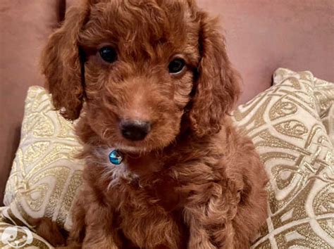 Stunning Fox Red Toy Cockapoo Puppies In Tonypandy On Freeads Classifieds Cockapoos Classifieds