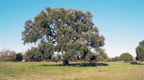 ALCOBA DE LOS MONTES Entreparques tu próxima escapada