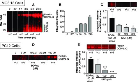 Dopal Quinonized Proteins In Mo A C And Pc D And E Cells