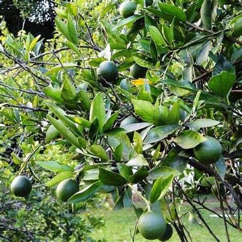 Muda De Limão Galego Com 150 Cm No Vaso Produzindo Viveiro Cultura