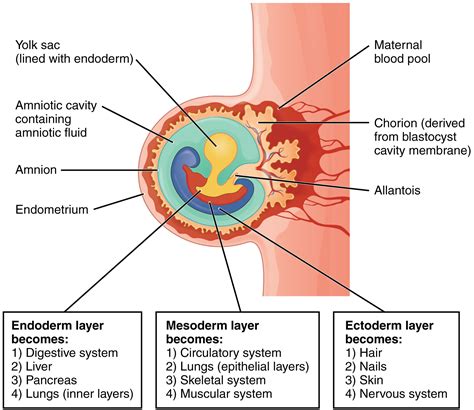 Ectoderm Vs Endoderm Vs Mesoderm Moosmosis