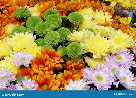 Flower Group Osteospermum Is A Genus That Belongs To The Calenduleae Tribe. Royalty-Free Stock ...