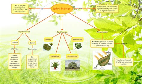 El Reino Plantae Las Plantas Naturalblog