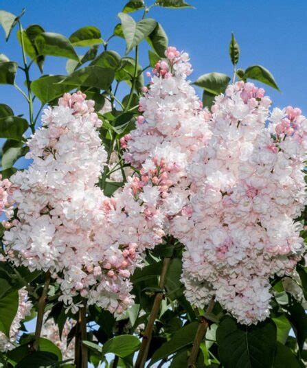Syrin - Lier Planteland