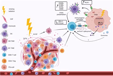 Frontiers Interaction Between Modern Radiotherapy And Immunotherapy