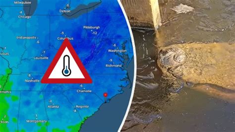 Learn About Brumation Frozen Alligators Still Alive Weather News