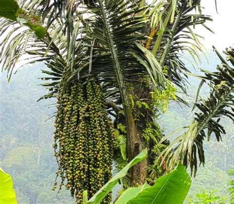 Cara Mudah Budidaya Aren Agrozine