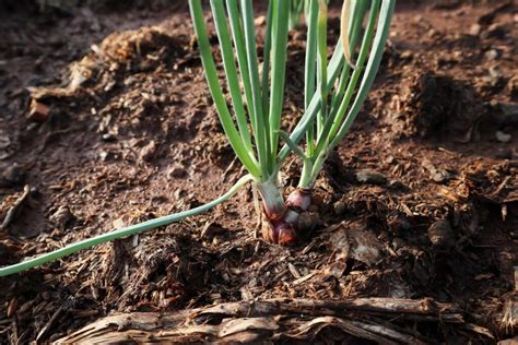 Cara Pupuk Organik Bawang Merah Sinautani