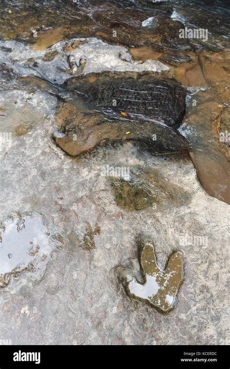 Footprint Of Dinosaur Carnotaurus On Ground Near Stream At Phu Faek