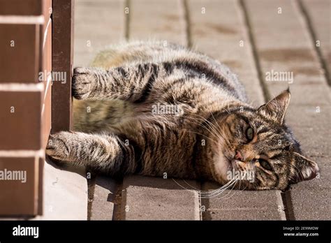 Cat Lies On Cobblestone Stock Photo Alamy