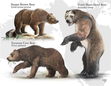 The Short Faced Bear Arctodus Simus Was A Massive Carnivorous Land