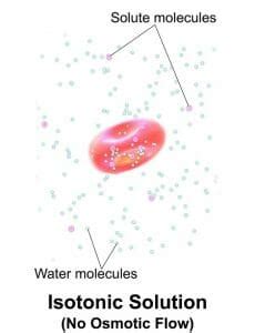 Isotonic Solution - Definition and Examples | Biology Dictionary