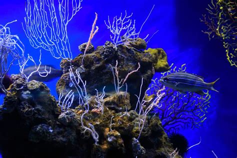 Best Saltwater Aquarium & Buyers Guide - MyAquarium Expert Advice