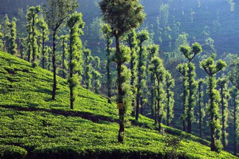 Wayanad Tea Estate Kerala India Stock Photo Image Of Grass Tree