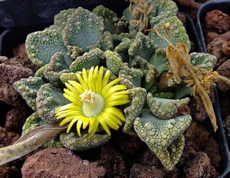 Titanopsis Calcarea Aizoaceae Image At Phytoimages Siu Edu