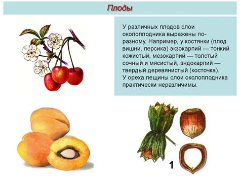 Плоды, семена - online presentation