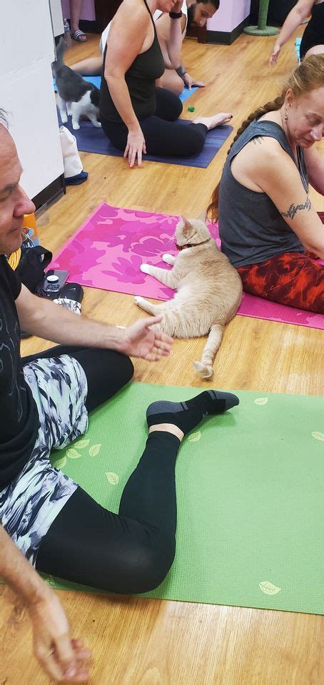 Yoga With Cats In The Evening The Pawsitive Cafe Downtown Rochester