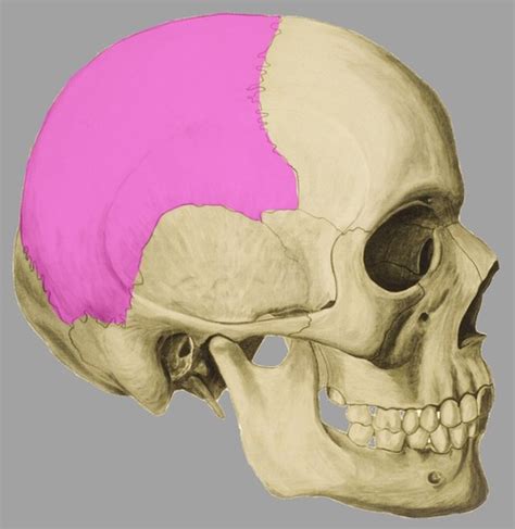 Sch Del Anatomie Flashcards Quizlet