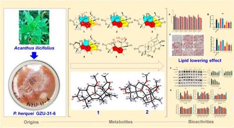 Lipid Lowering Meroterpenoids Penihemeroterpenoids Af From Penicillium