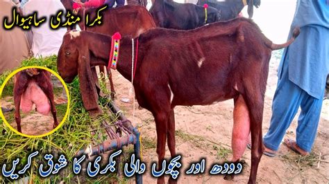 MashaAllah 4 Bachon Wali Milking Female Goat Pure Amratsri Beetle