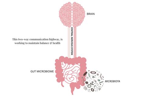 Gut Brain Connection And How It Affects Your Mood