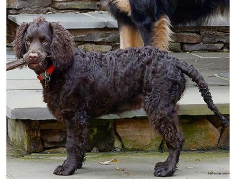 American Water Spaniel On Pinterest Spaniels Spaniel Puppies And Water