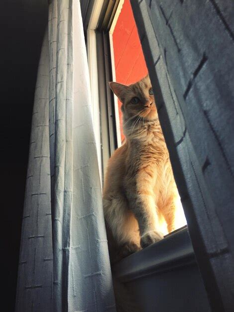 Gato Mirando Por La Ventana Foto Premium