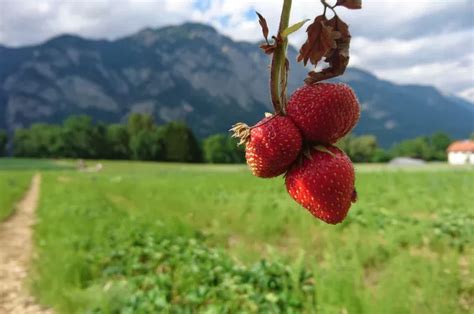 Erdbeerlaender Und Erdbeerfelder Zum Selberpfluecken In Tirol C Tirol