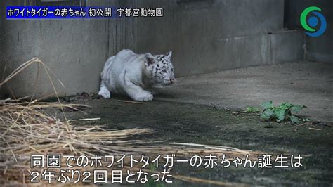 ホワイトタイガーの赤ちゃん 初公開 宇都宮動物園 Youtube