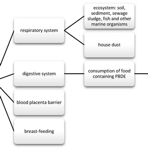 Main Routes Of Exposure To Phenols And Phthalates Download