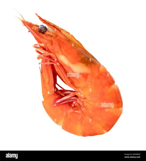 Red Cooked Or Steamed Prawn Or Shrimp Is Isolated On White Background