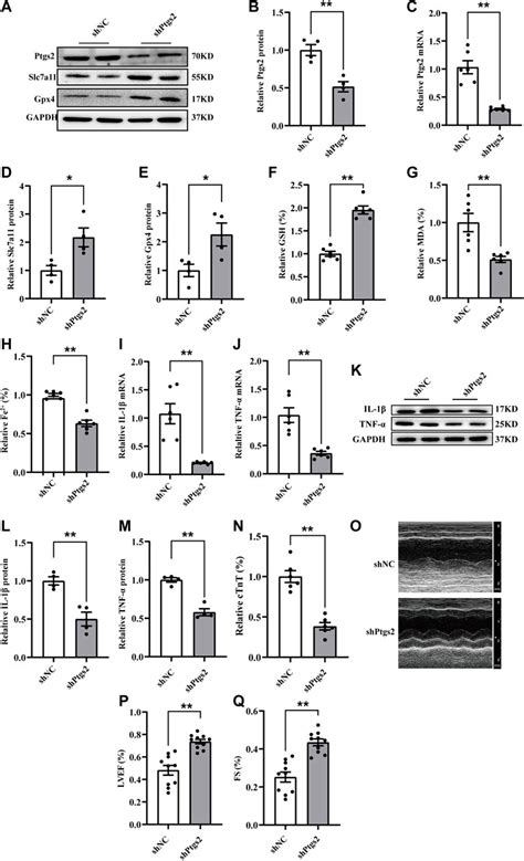 Frontiers Atorvastatin Attenuates Ferroptosis Dependent Myocardial