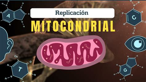 Replicaci N Del Adn Mitocondrial Joel Martin Ibarra Palomino Udocz