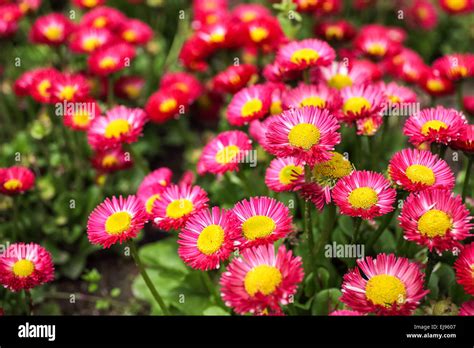 Annual Aster In Spring Stock Photo Alamy