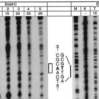 E Cadherin C A Polymorphism A Sequencing Chromogram The