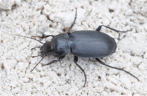 Sortløber Licinus depressus Naturbasen