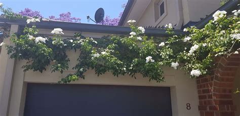 Pandorea Jasminoides ‘alba