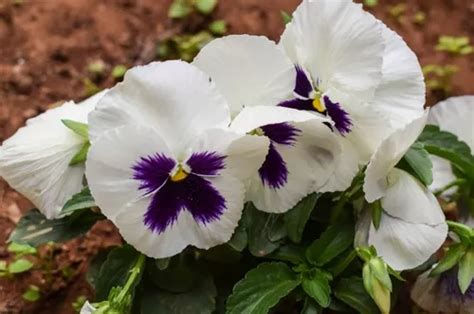 Semillas De Pensamiento Blanco Con Morado Instructivo Cuotas Sin