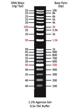 1kb Plus DNA Ladder 100bp 10k