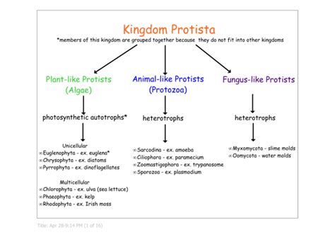 Kingdom Protista