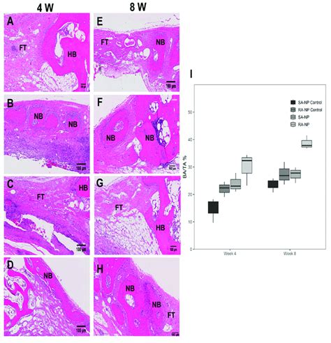 Histological Sections H E Staining Of Rabbit Calvarial Defect And The