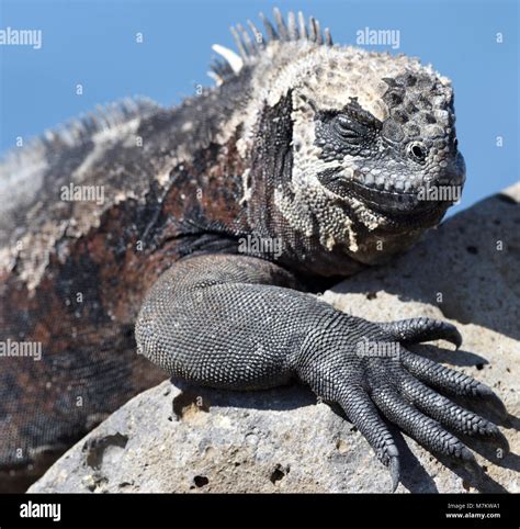 Portrait of a marine iguana or Galápagos marine iguana Amblyrhynchus