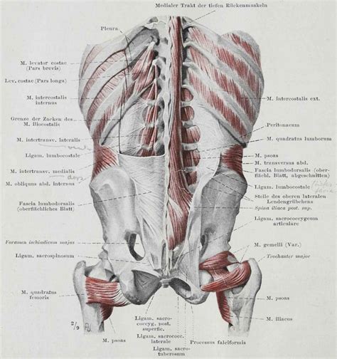 How Fascia Works In The Human Body The Pain Relief And Wellness Clinic