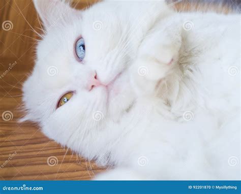 Persian Odd Eyes Cat Stock Photo Image Of Eyes Kitty 92201870