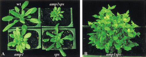 Control Of Axillary Bud Initiation And Shoot Architecture In