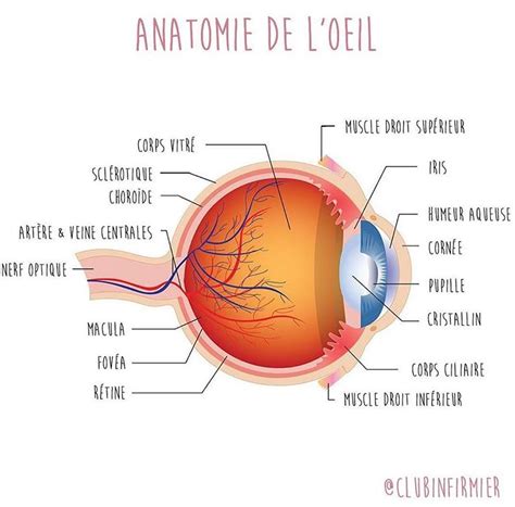 Anatomie Et Pathologie En Ophtalmologie Mon Bloc Op Ratoire